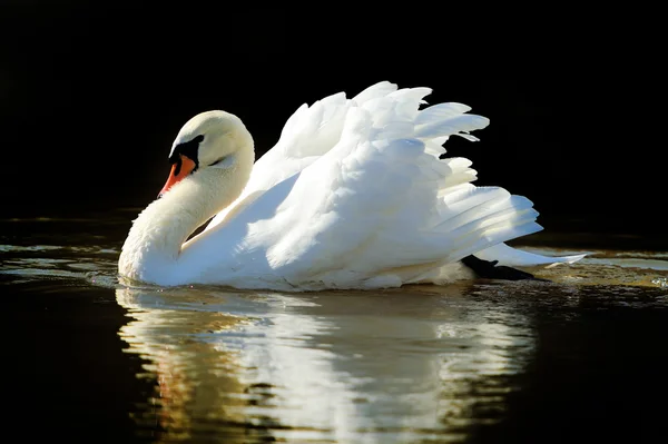 Zwaan — Stockfoto