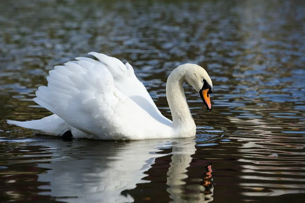 Zwaan — Stockfoto