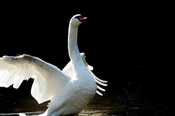 Swan — Stock Photo, Image