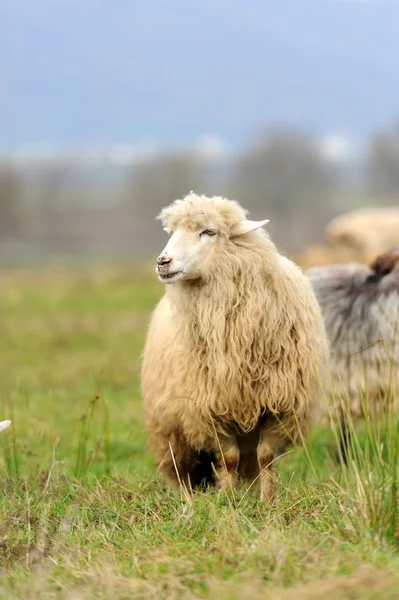 Sheep — Stock Photo, Image