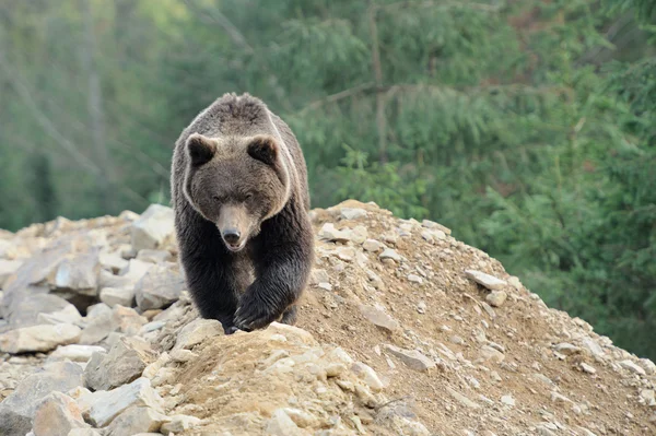 Bear — Stock Photo, Image