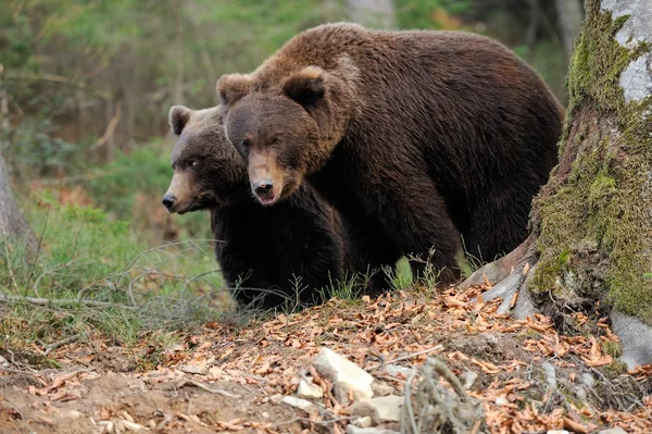 Bear — Stock Photo, Image