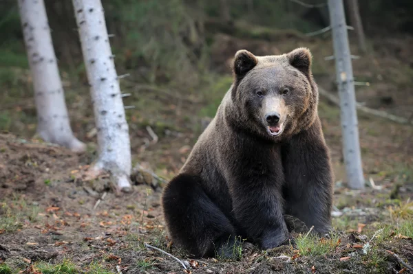 Bär — Stockfoto