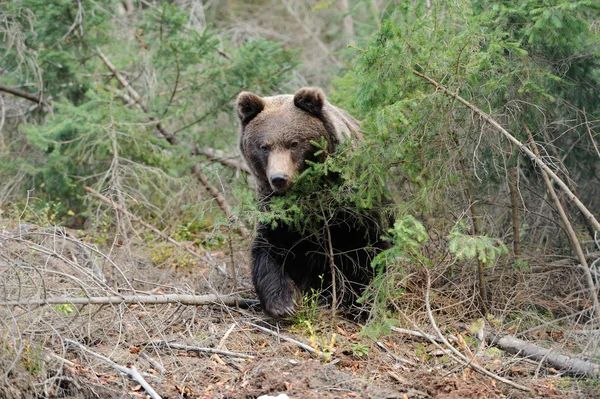 Bear — Stock Photo, Image