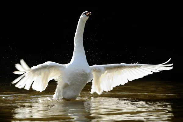 Cisne no lago — Fotografia de Stock