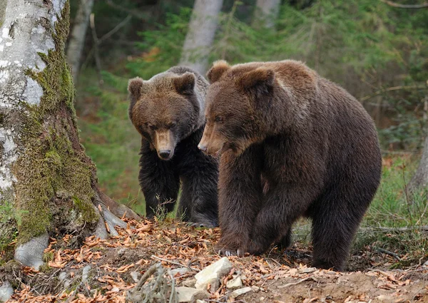 Urso — Fotografia de Stock