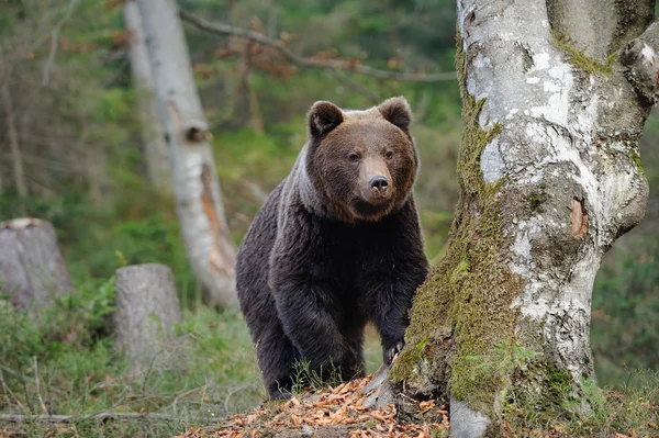 Bear — Stock Photo, Image