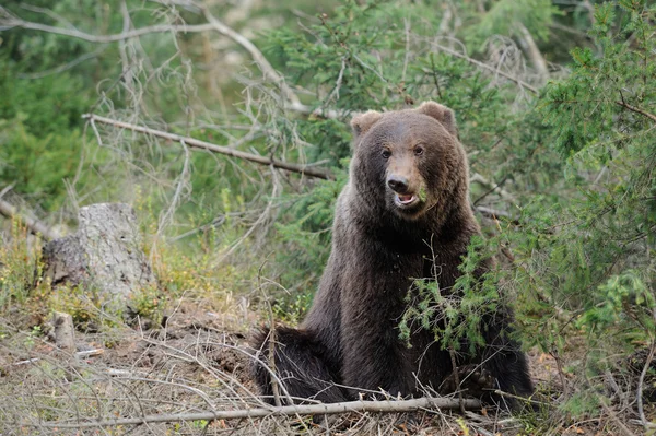 Orso — Foto Stock