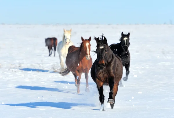 Cavalo — Fotografia de Stock