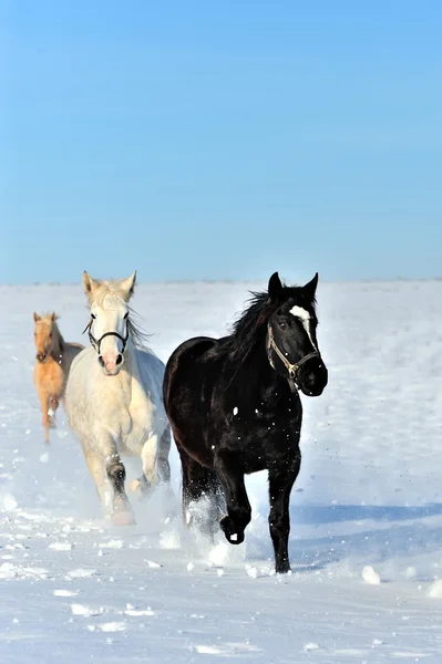 Cavalo — Fotografia de Stock