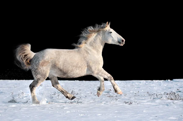 Vita hästen körs i vinter i äng — Stockfoto