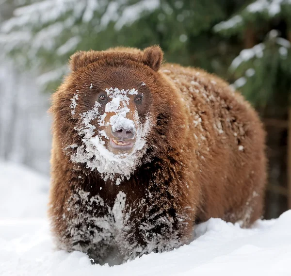 Urso — Fotografia de Stock