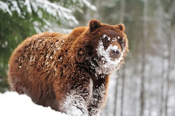 Dziki niedźwiedź brunatny — Zdjęcie stockowe