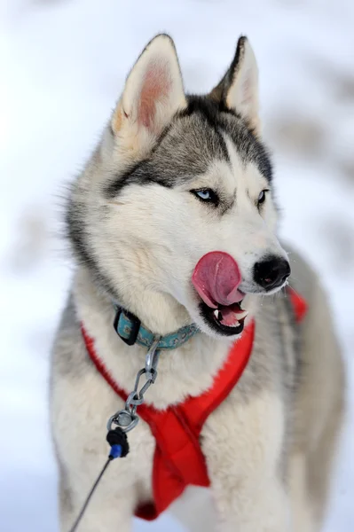 Husky hond — Stockfoto