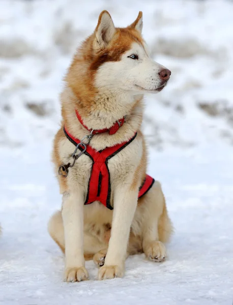 Husky köpek — Stok fotoğraf