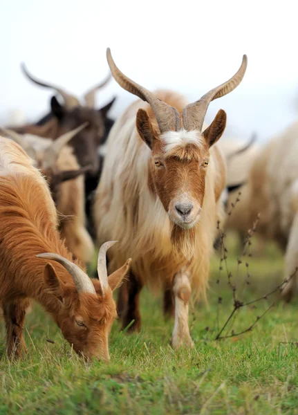 Goat in meadow — Stock Photo, Image