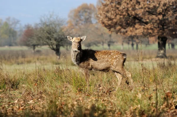 Deer — Stock Photo, Image