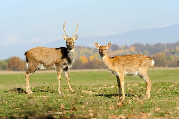 Deer — Stock Photo, Image