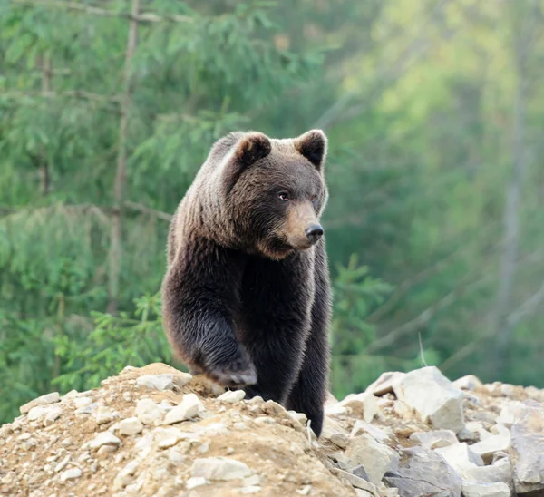 Urso — Fotografia de Stock