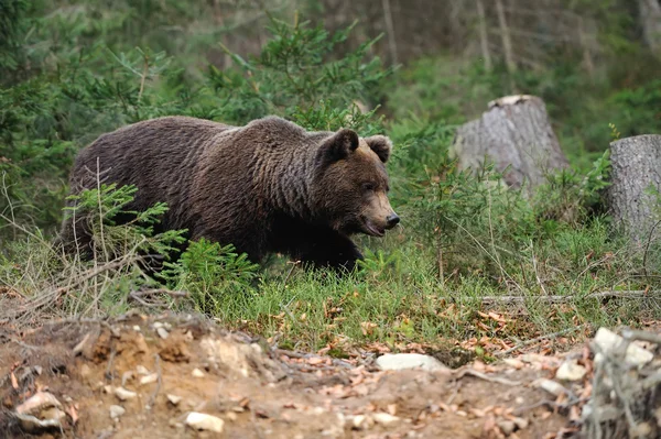 Bear — Stock Photo, Image