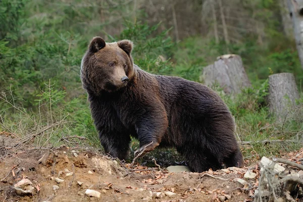 Urso — Fotografia de Stock