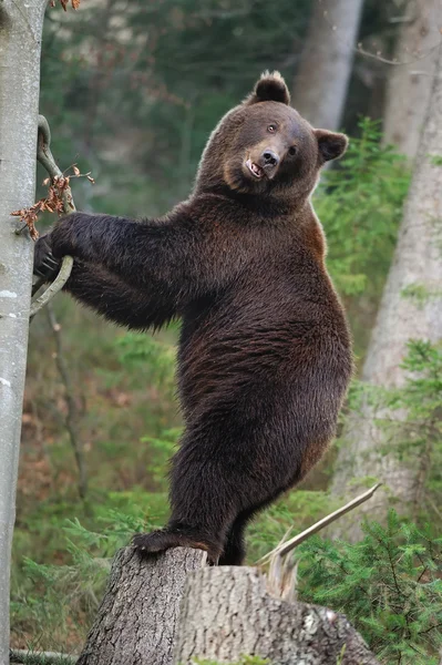 熊 — ストック写真
