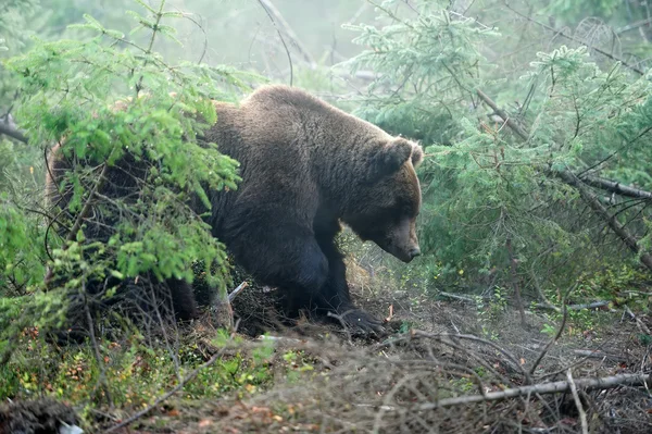 Bear — Stock Photo, Image