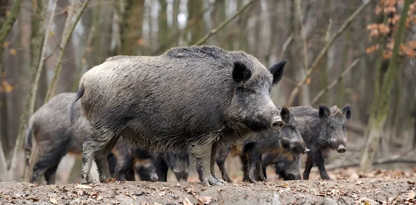 Wild boar — Stock Photo, Image