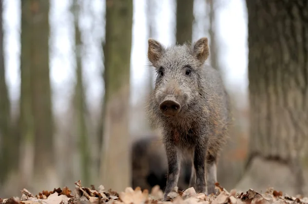 Wildschweine — Stockfoto