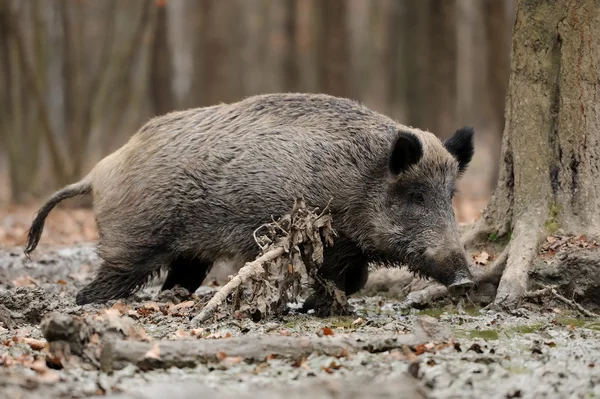 Wildschweine — Stockfoto