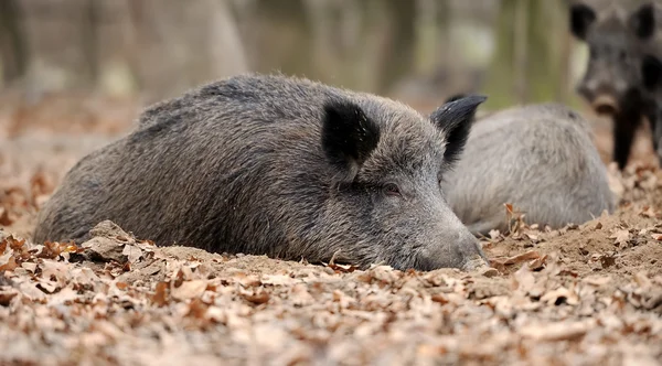 Cinghiale — Foto Stock