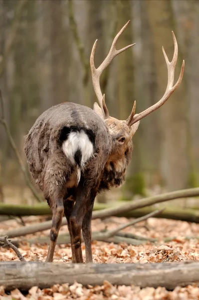 Deer — Stock Photo, Image