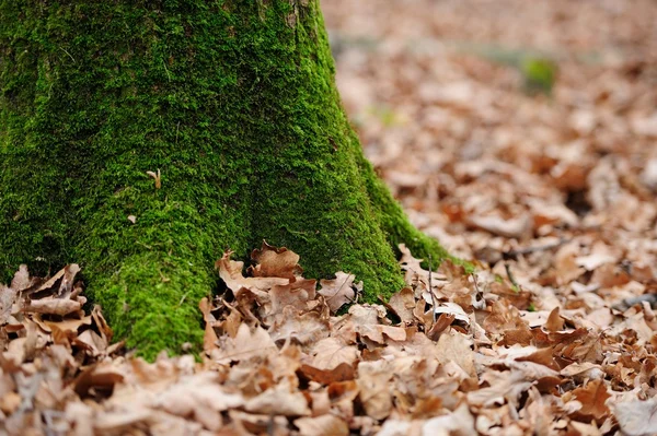 Velho toco de árvore na floresta de outono — Fotografia de Stock