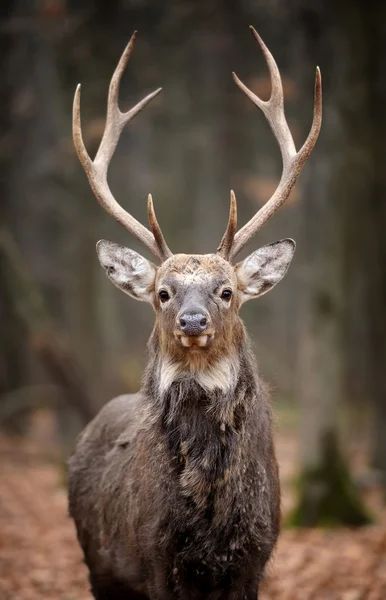 Rådjur — Stockfoto