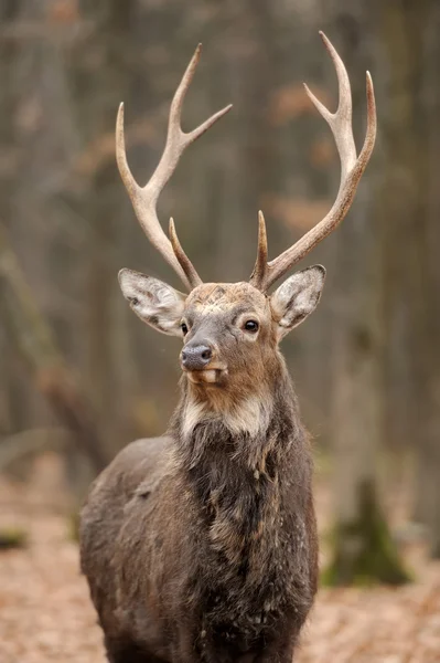 Deer — Stock Photo, Image