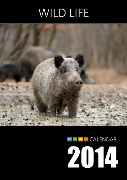 Calendario 2014. Cubierta. Jabalí silvestre en bosque de otoño — Foto de Stock