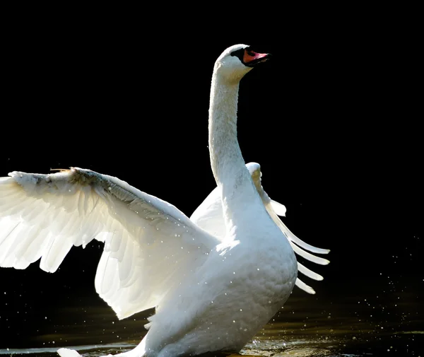 Schwan — Stockfoto