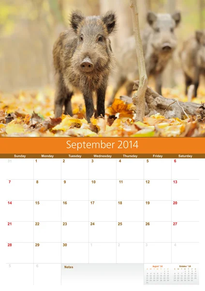 Calendario 2014. Septiembre. Jabalí salvaje — Foto de Stock