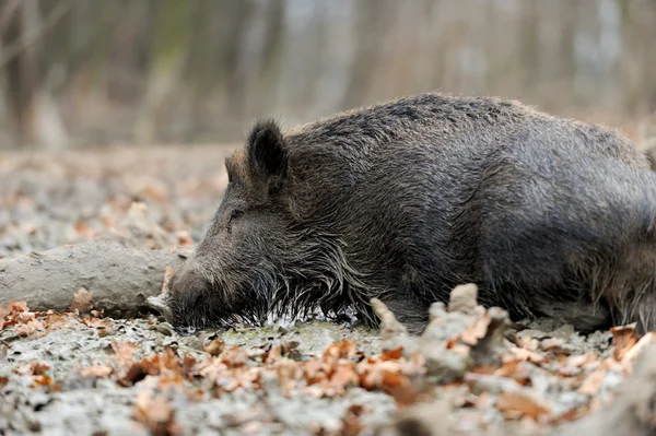 Wildschweine — Stockfoto