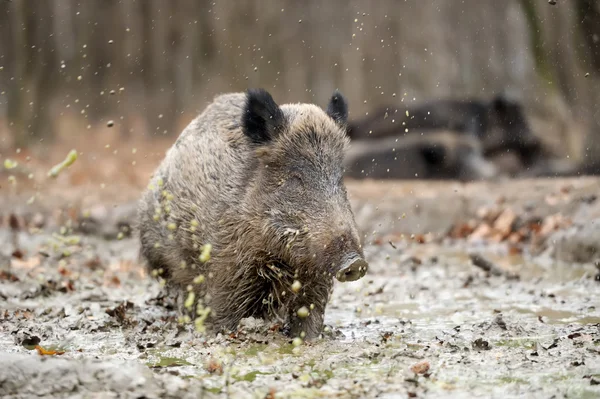 Wildschweine — Stockfoto