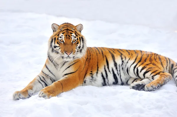 Tiger — Stockfoto