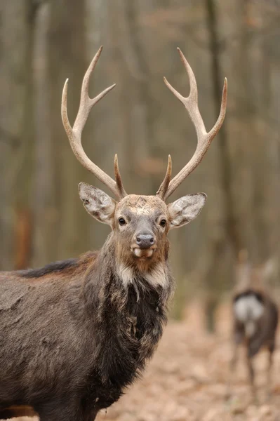 Deer — Stock Photo, Image