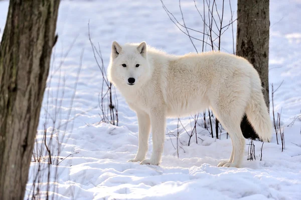 Wolf — Stock Photo, Image