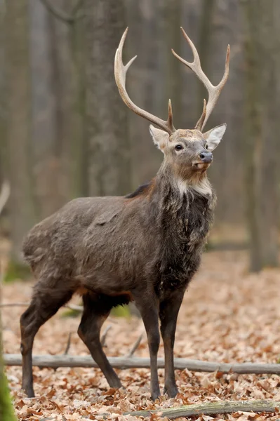 Deer — Stock Photo, Image