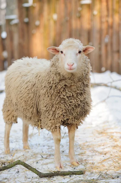 Sheep — Stock Photo, Image