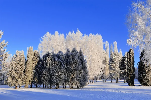 Parque de Inverno — Fotografia de Stock