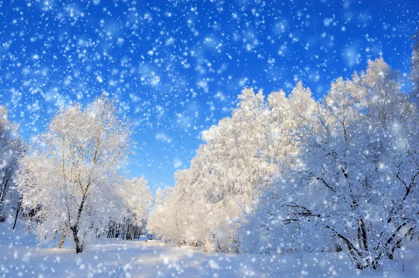 Parque de invierno — Foto de Stock