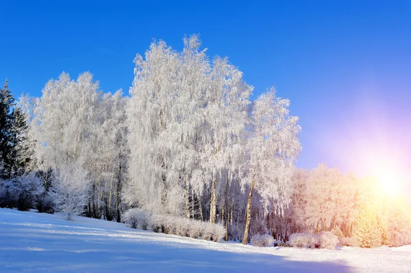 Parque de Inverno — Fotografia de Stock