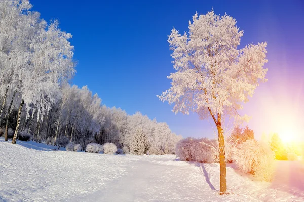 Parque de Inverno — Fotografia de Stock