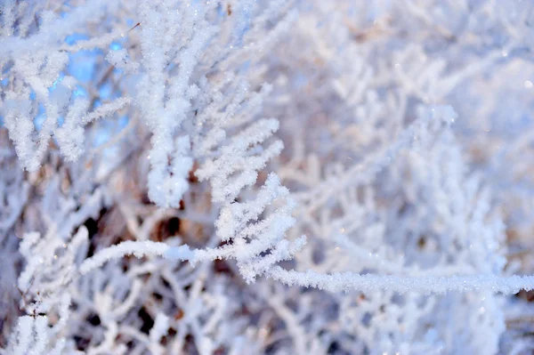 Winter background — Stock Photo, Image